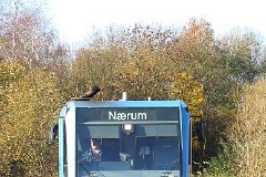 Nærumbanen Lm 25 (RegioSprinter) photographed in Jægersborg 8. November 2004.  The trainsets were built by Duewag in 1998 and delivered to Nærumbanen ( LNJ ) in 1999. A total number of 4 was delivered. 2 MAN 5 cyl. diesel engines of 228 kW - 310 hp. A2A. Max speed 80 km/h - 50 mph. Length 24 800 mm. Weight 33,1 metric tonnes. 58 seats.